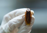 Seg�n un hallazgo cient�fico, la leche de cucaracha podr�a convertirse en un superalimento del futuro